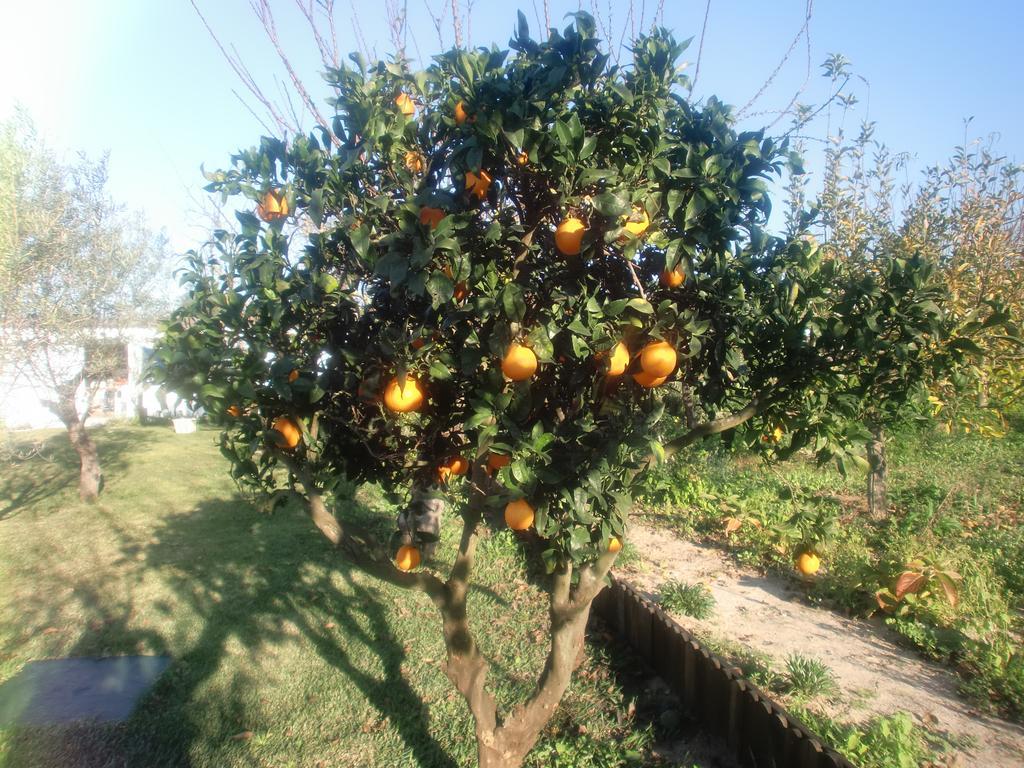 شقة أزيتاوْ  في Quinta Da Harmonia المظهر الخارجي الصورة