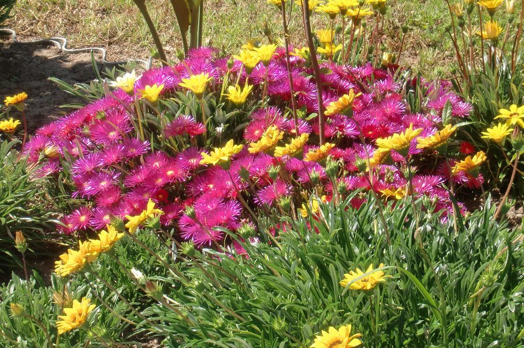 شقة أزيتاوْ  في Quinta Da Harmonia المظهر الخارجي الصورة