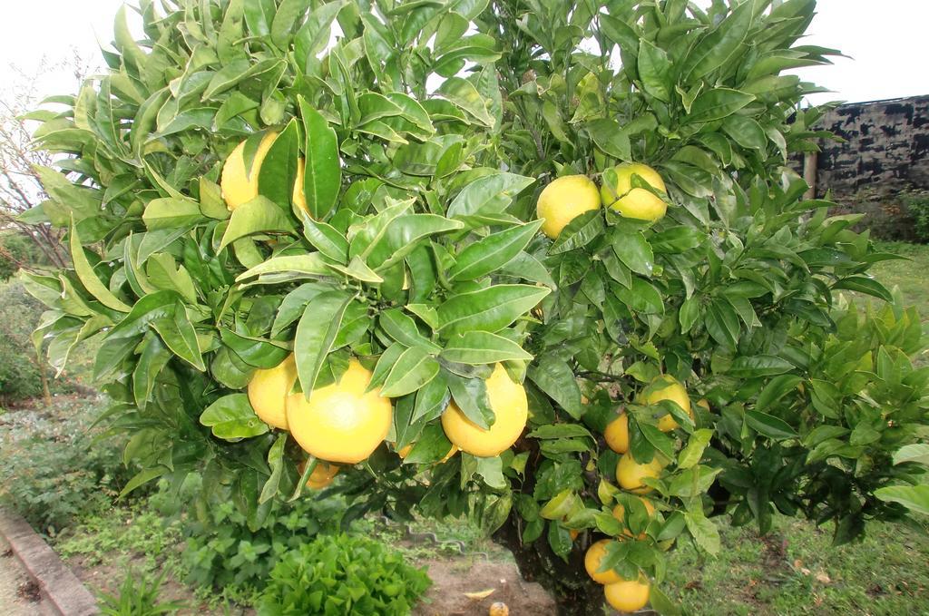 شقة أزيتاوْ  في Quinta Da Harmonia المظهر الخارجي الصورة