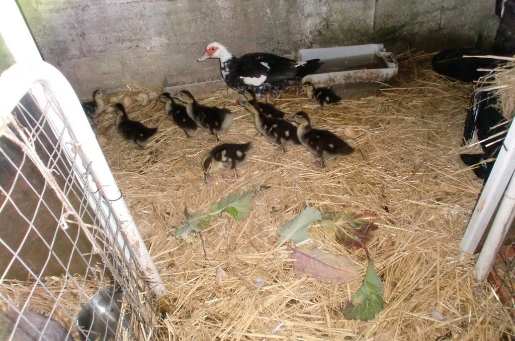 شقة أزيتاوْ  في Quinta Da Harmonia المظهر الخارجي الصورة